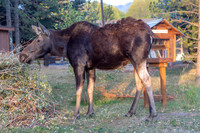 Wildlife of Yellowstone
