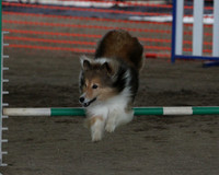 9.13.2009 Dog Agility Wills Park